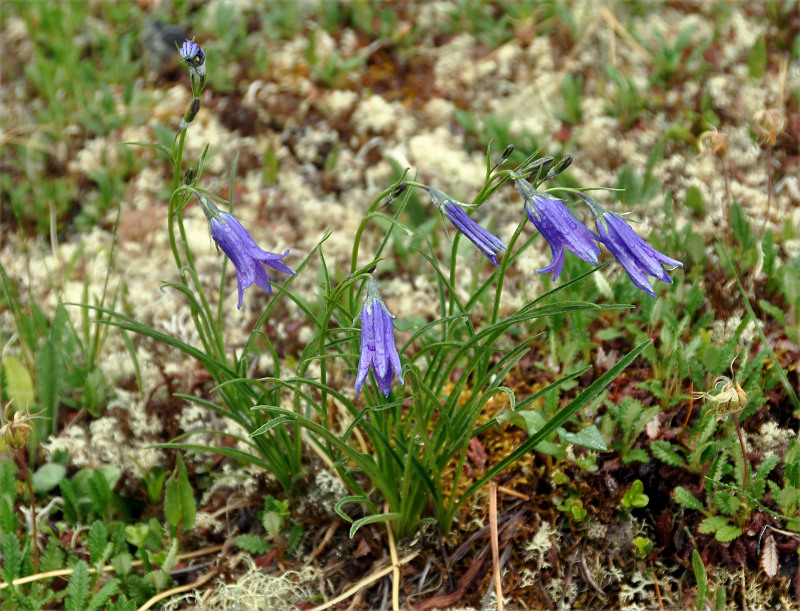 Image of Campanula turczaninovii specimen.