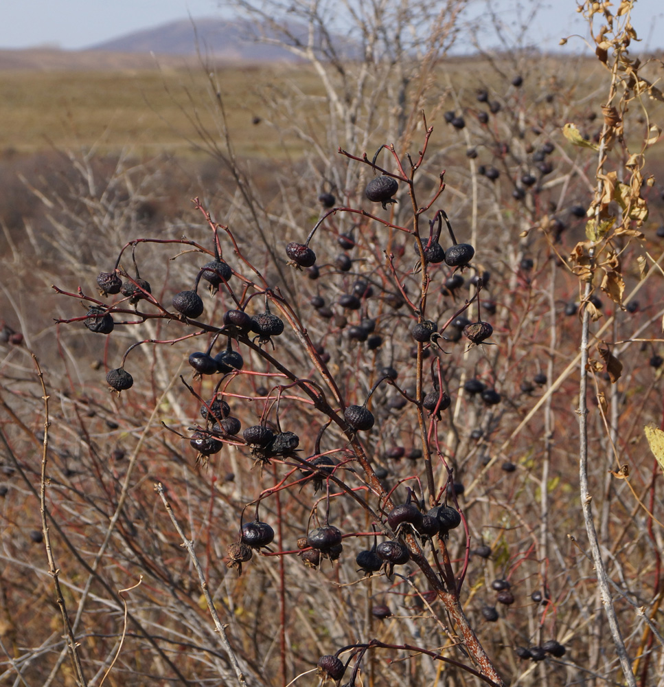 Image of Rosa spinosissima specimen.