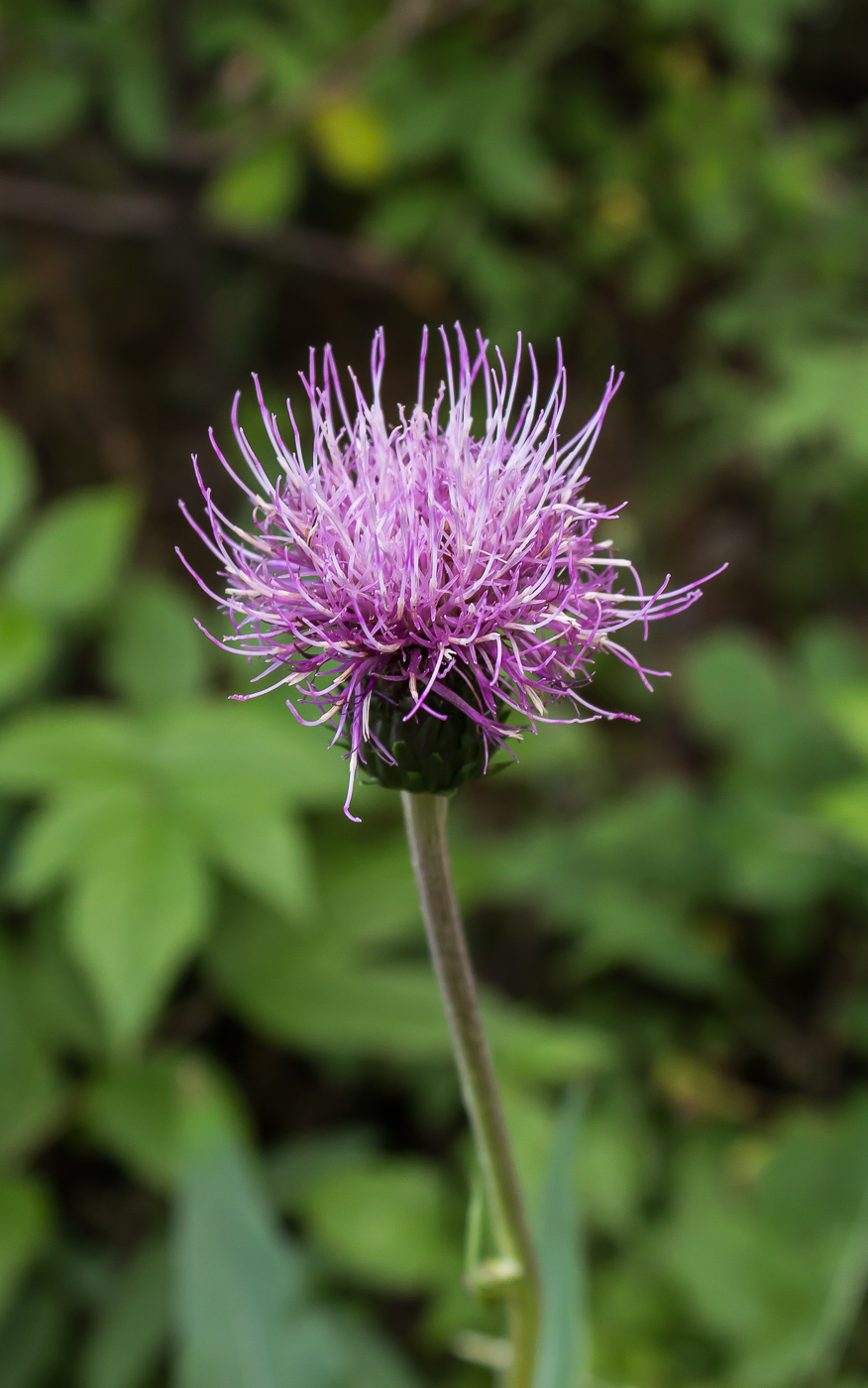 Image of Cirsium heterophyllum specimen.