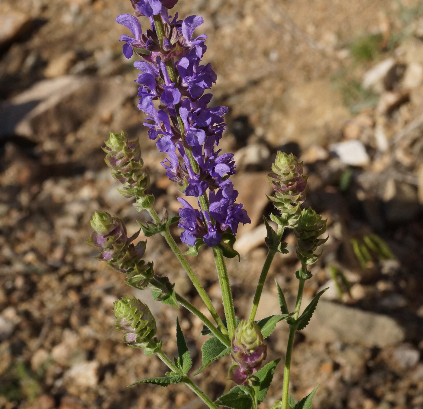 Изображение особи Salvia deserta.