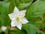 Trientalis europaea. Цветок. Ленинградская обл., Выборгский р-н, окр. ст. Лейпясуо, лес около садоводства \"Флора\". 22.05.2010.