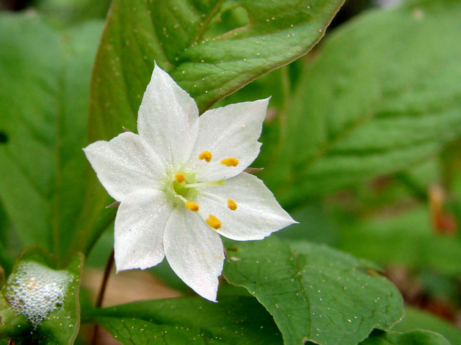 Изображение особи Trientalis europaea.