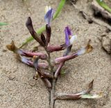 Astragalus argyroides