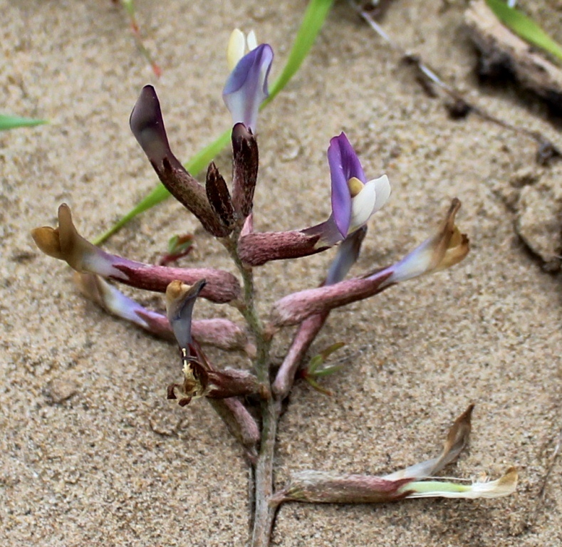 Image of Astragalus argyroides specimen.