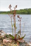 Rumex thyrsiflorus. Цветущее растение на каменистом берегу. Карелия, Лоухский р-н, окр. пос. Чкаловский, берег Белого моря. 16.06.2015.