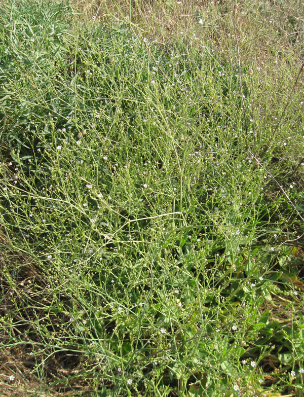 Изображение особи Gypsophila perfoliata.