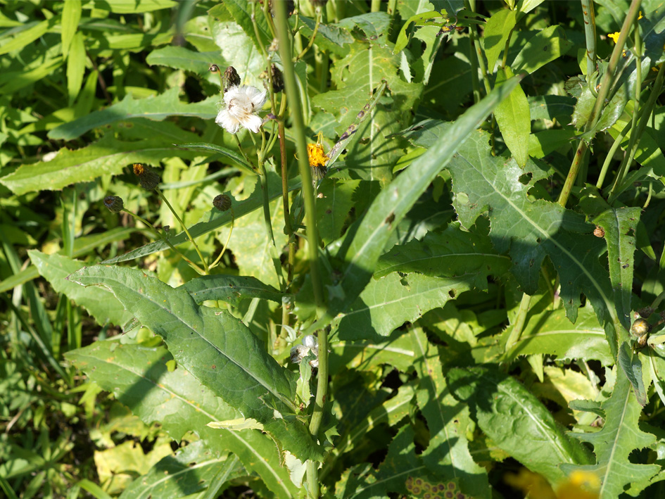 Image of Sonchus arvensis ssp. uliginosus specimen.