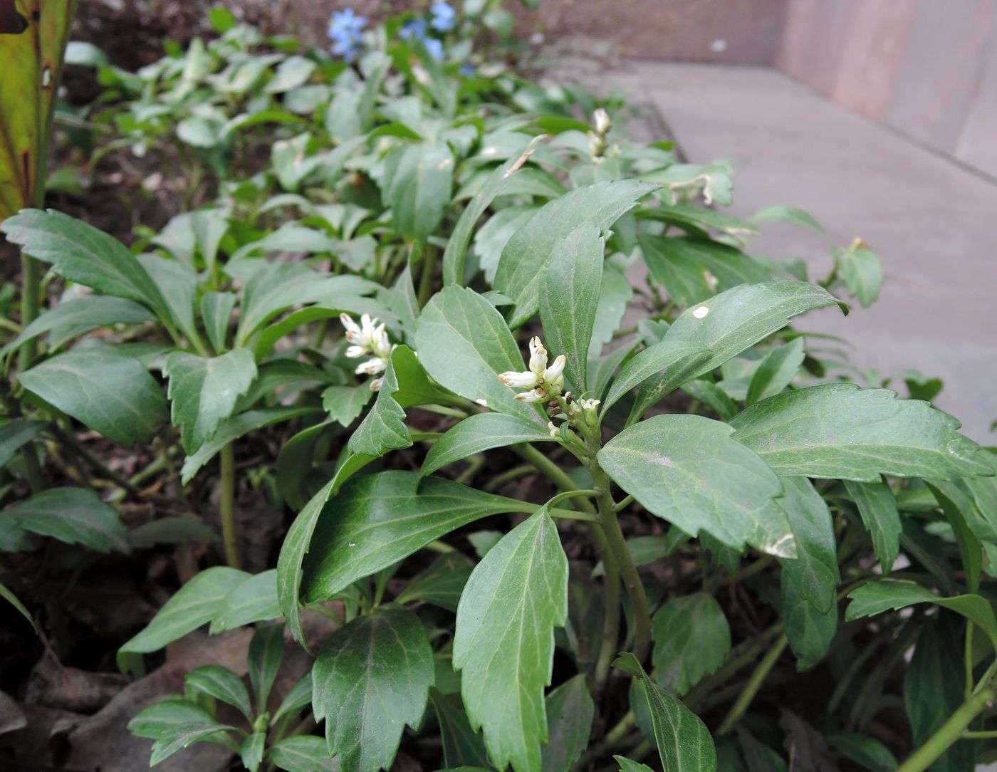 Image of Pachysandra terminalis specimen.