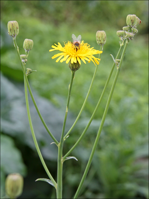 Image of Sonchus arvensis ssp. uliginosus specimen.