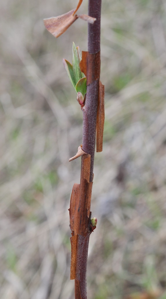 Изображение особи Sibiraea altaiensis.