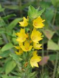 Lysimachia punctata