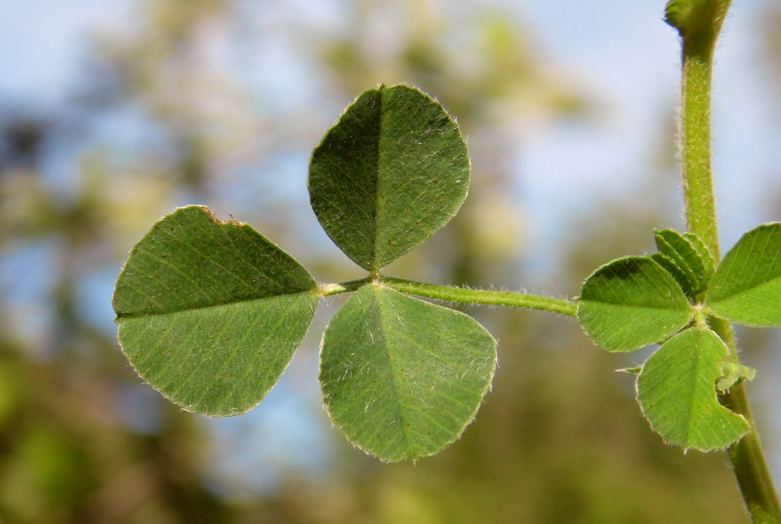 Image of Medicago lupulina specimen.
