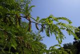 Gleditsia triacanthos