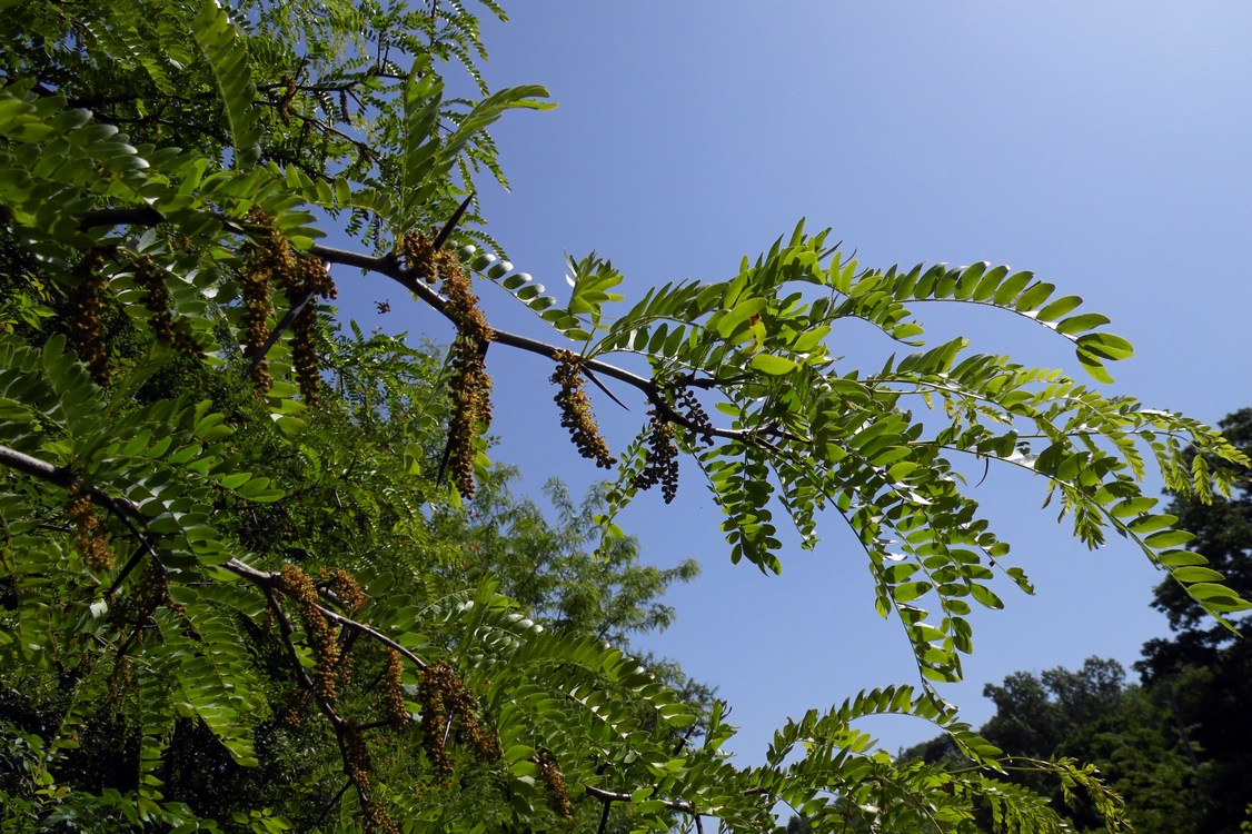 Изображение особи Gleditsia triacanthos.