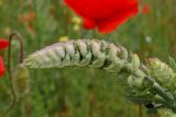 Salvia tesquicola. Верхушка растения с бутонами. Краснодарский край, м.о.г. Новороссийск, водосборная зона Суджукской лагуны. 22.05.2016.