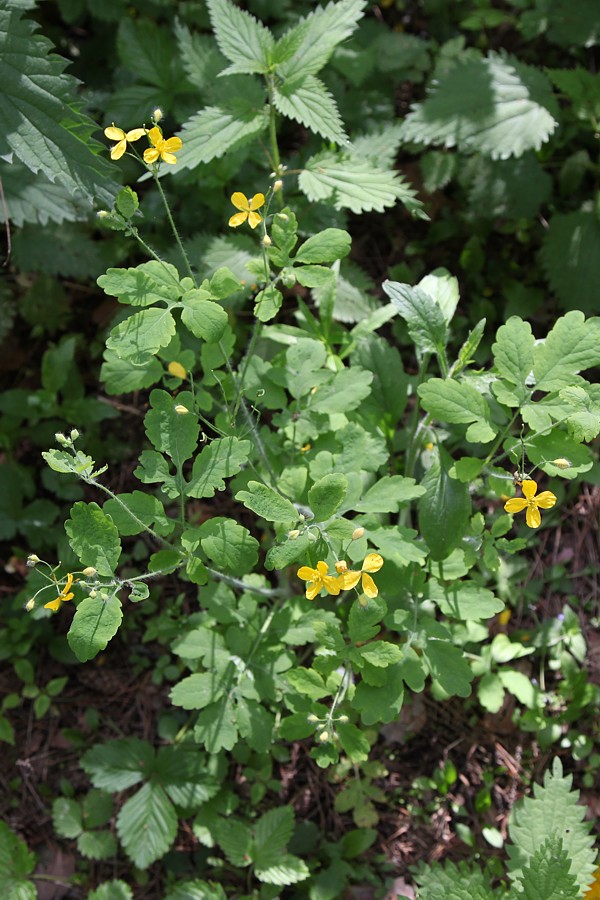 Изображение особи Chelidonium majus.