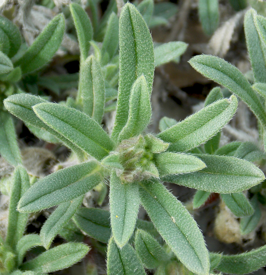 Image of Onosma montana specimen.