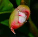 Alpinia zerumbet