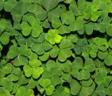Oxalis acetosella. Листья. Московская обл., Раменский р-н, окр. ж.-д. платформы Хрипань, смешанный лес у ЛЭП. 16.06.2016.