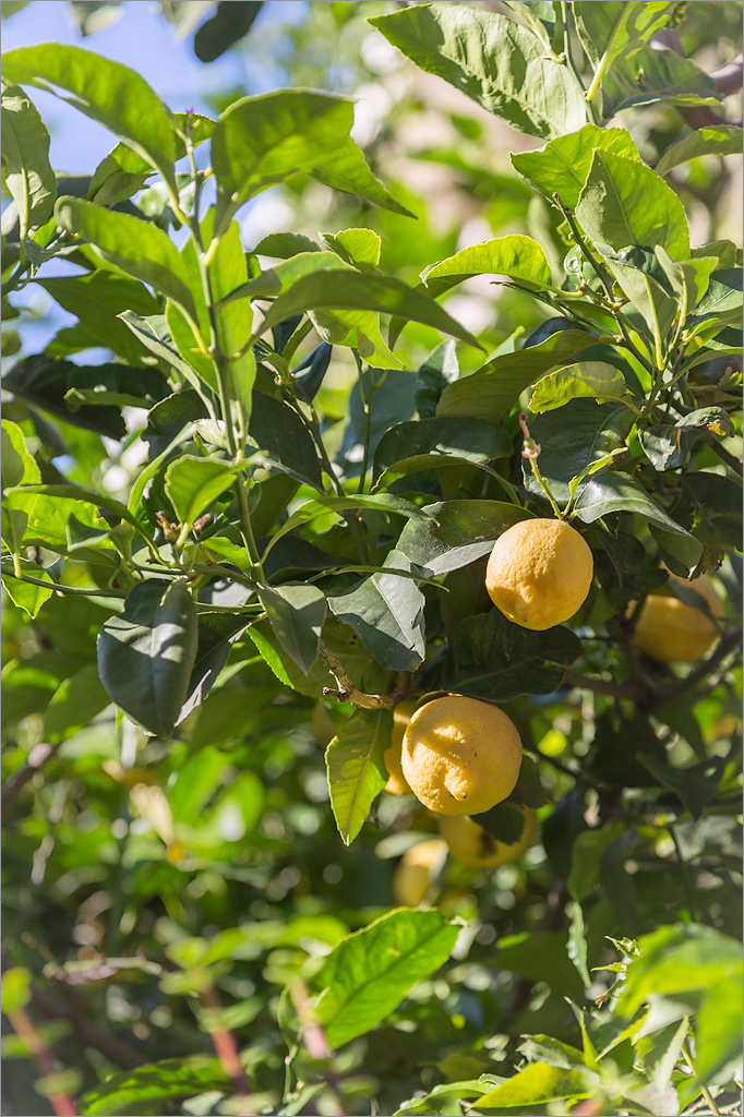 Image of Citrus limon specimen.