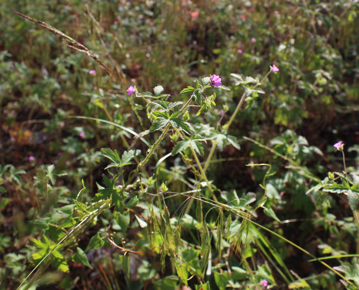 Изображение особи Geranium divaricatum.