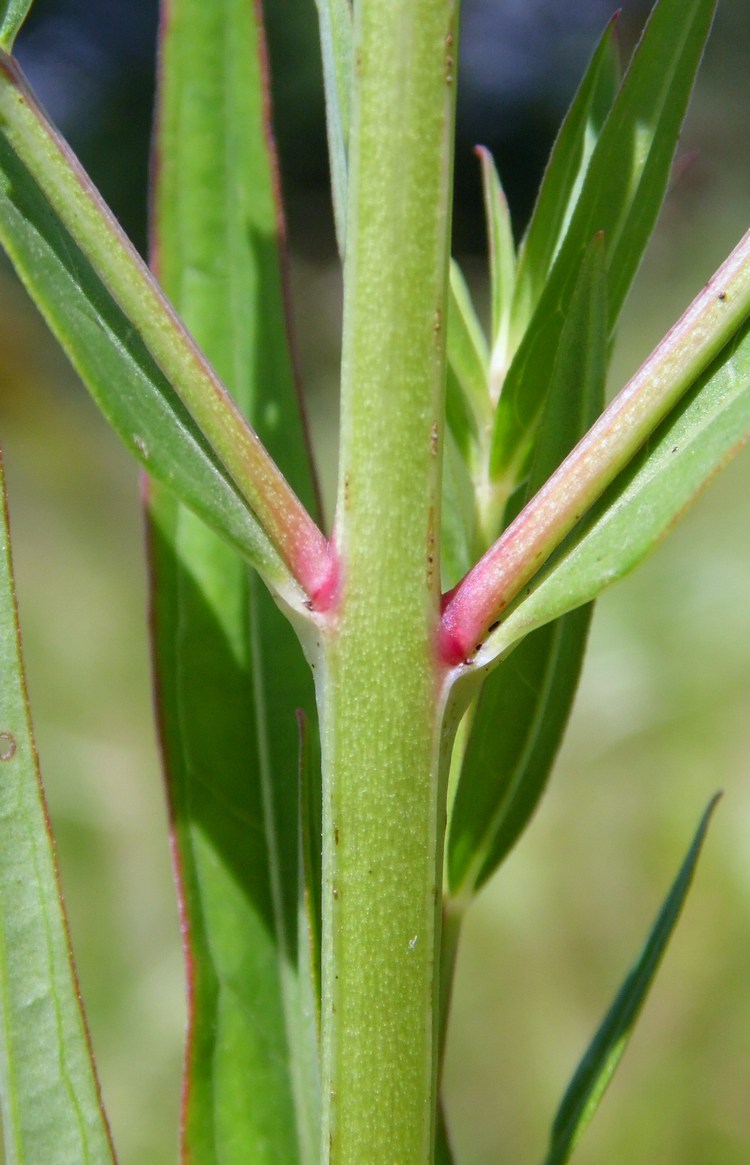 Image of Lythrum virgatum specimen.