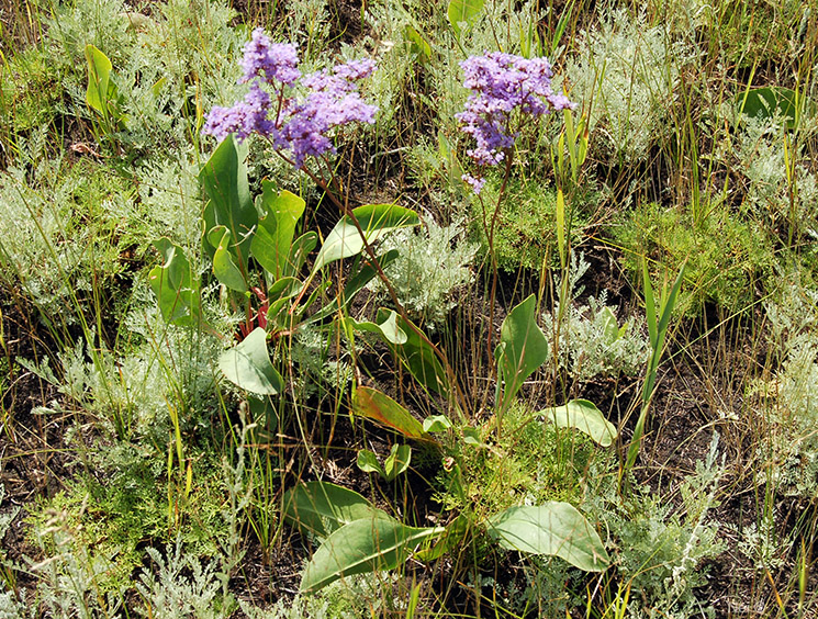 Изображение особи Limonium gmelinii.