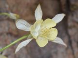 Aquilegia tianschanica