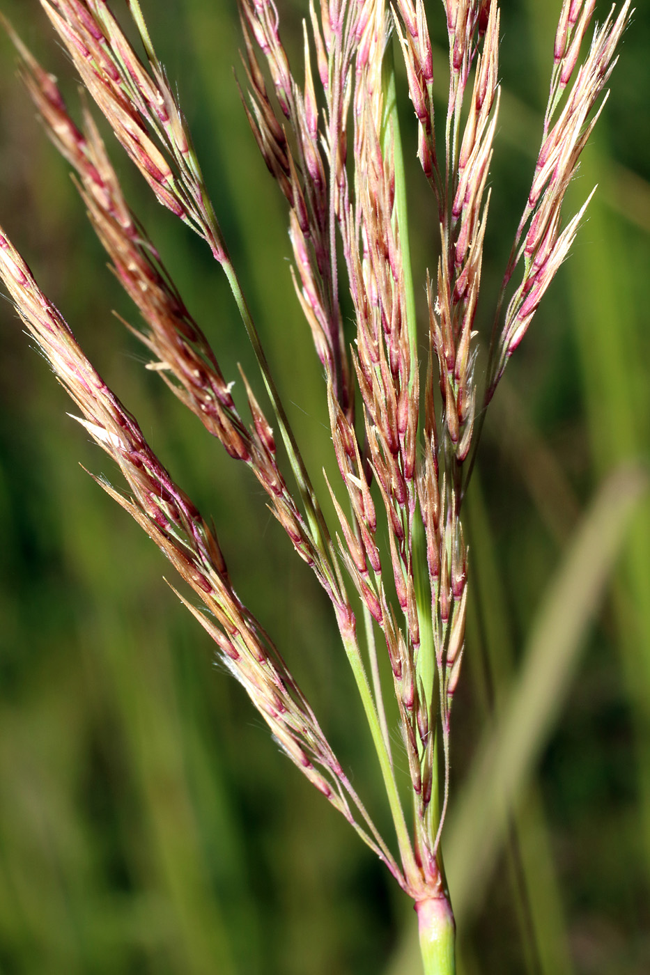 Image of Calamagrostis pseudophragmites specimen.