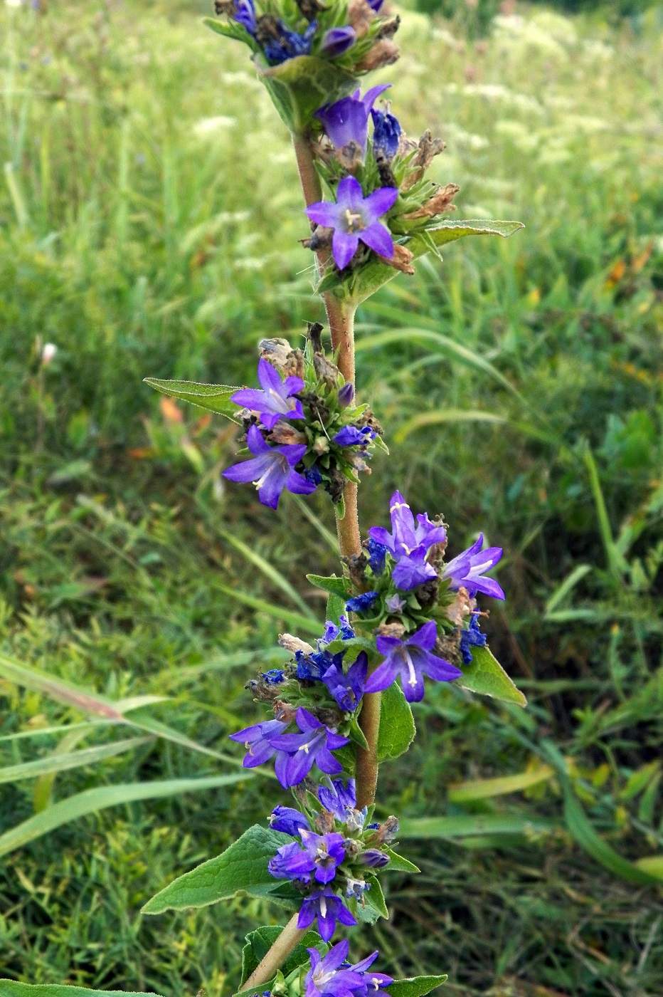 Image of Campanula farinosa specimen.