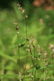 Persicaria minor