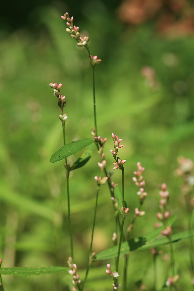 Image of Persicaria minor specimen.