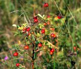 Rosa cinnamomea