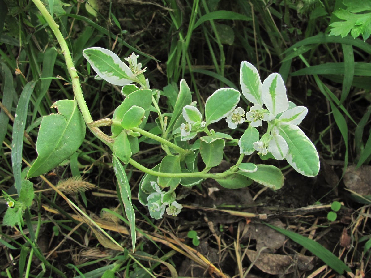 Image of Euphorbia marginata specimen.