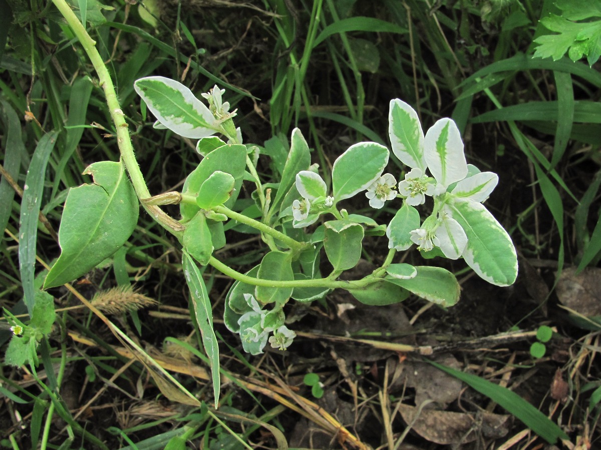 Изображение особи Euphorbia marginata.