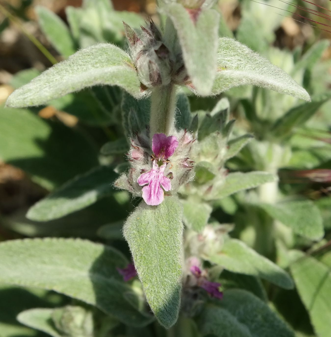 Image of Stachys cretica specimen.