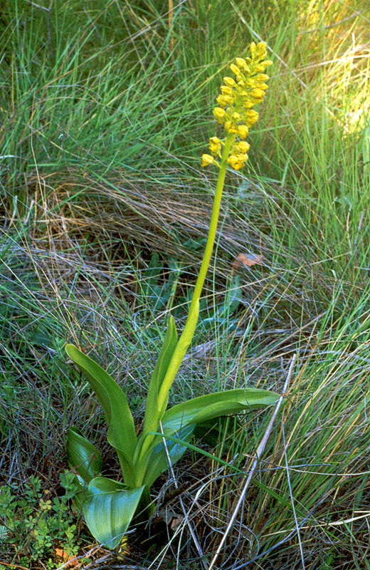 Изображение особи Orchis punctulata.