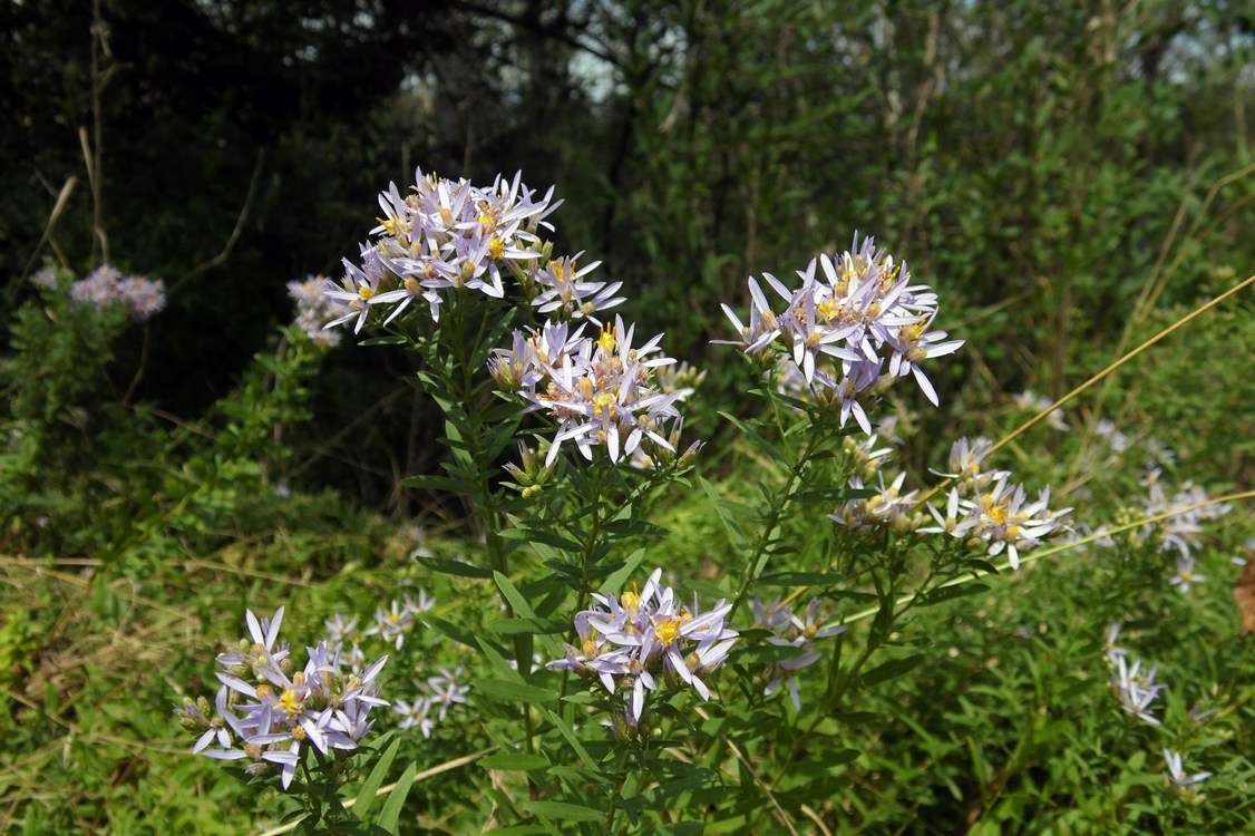 Изображение особи Galatella dracunculoides.