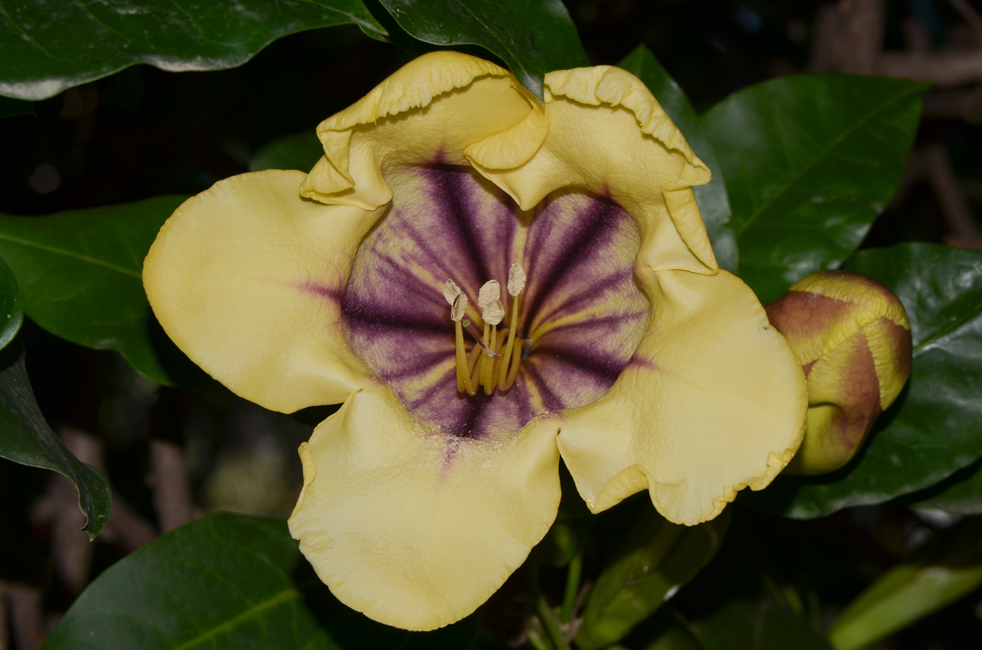 Image of Solandra maxima specimen.