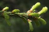 Image of taxon representative. Author is Наталия Панкова