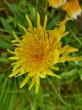 Sonchus arvensis ssp. uliginosus