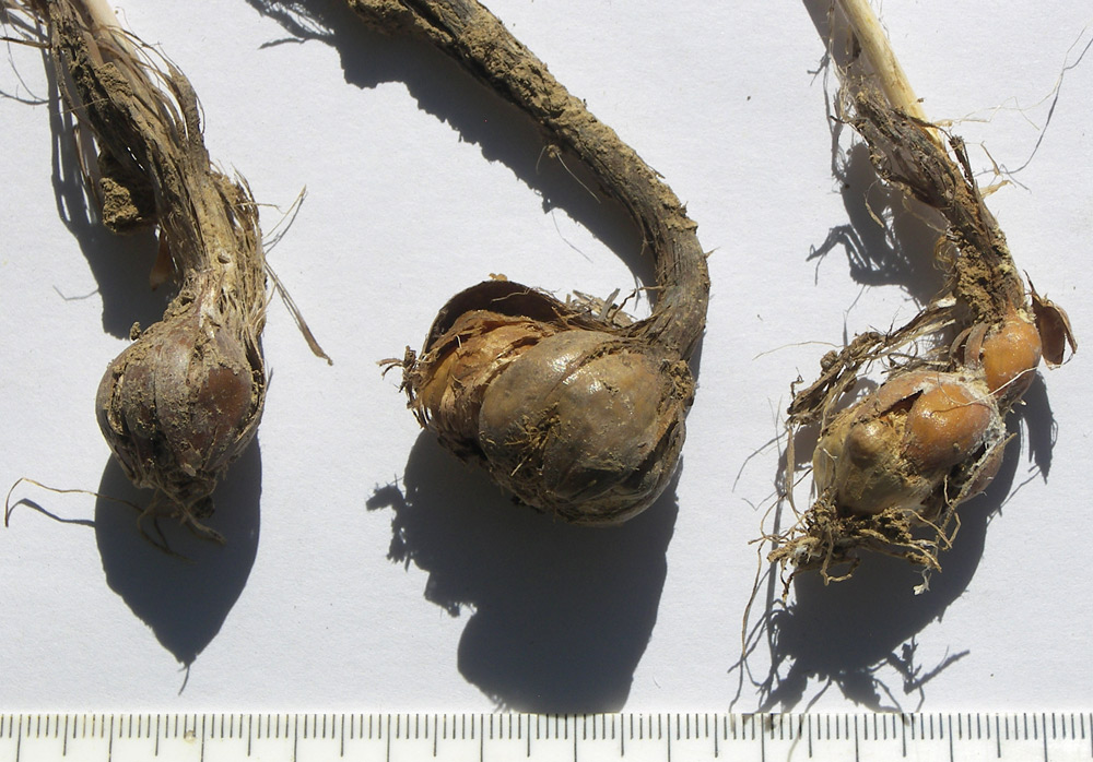 Image of Allium atroviolaceum specimen.