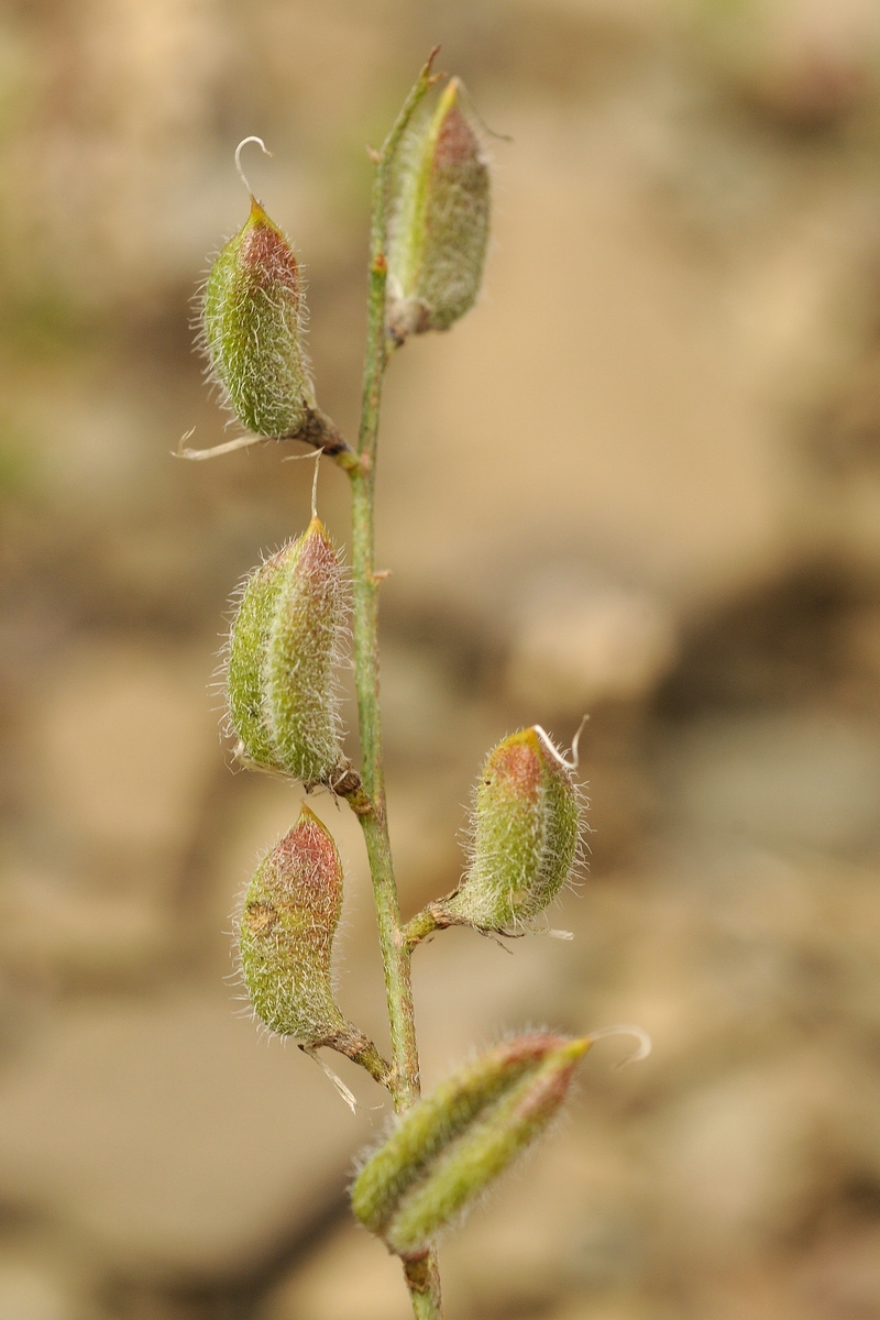 Изображение особи Astragalus nematodes.