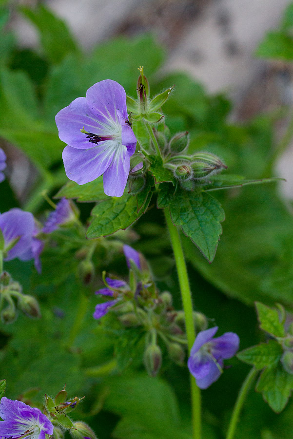 Изображение особи род Geranium.