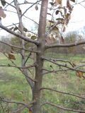 Malus orientalis