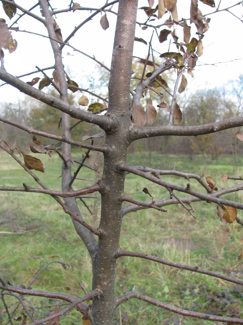 Изображение особи Malus orientalis.