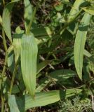 Bupleurum krylovianum. Листья. Восточный Казахстан, Глубоковский р-н, окр. с. Бобровка, сопка. 07.08.2014.