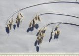 Bromus squarrosus