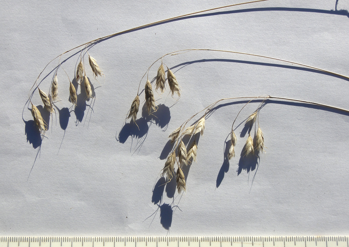 Image of Bromus squarrosus specimen.