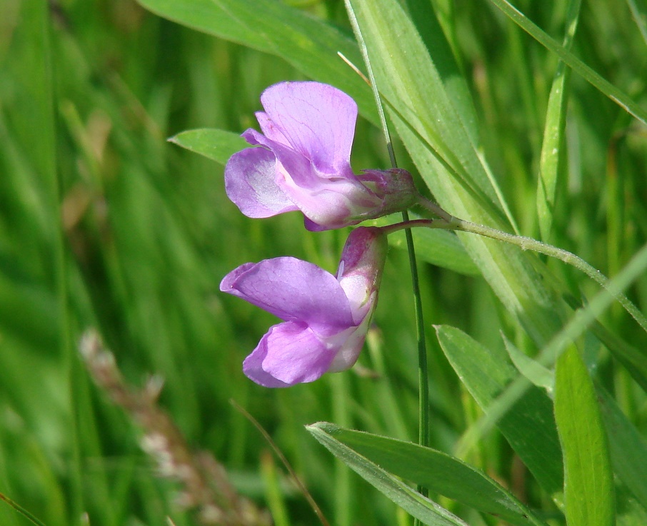Image of Lathyrus pilosus specimen.